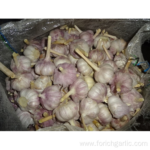 2019 New Fresh Garlic Jinxiang